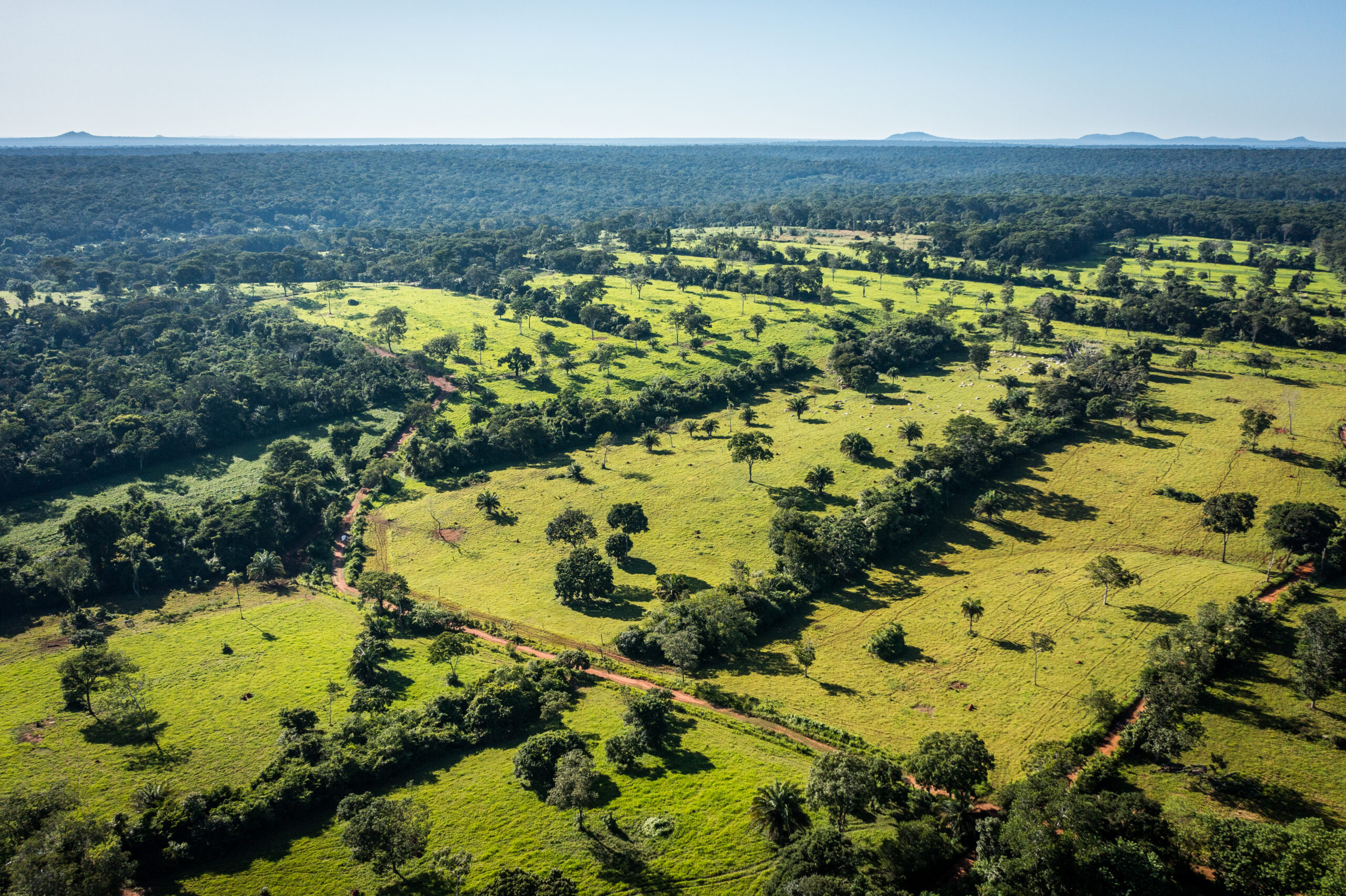 BOSQUE_Y_GANADERIA-0794