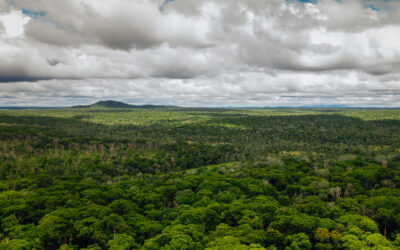 Biodiversidad y recuperación natural en el Bosque Seco Chiquitano