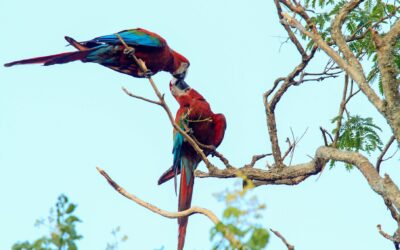 Materiales didácticos e informativos del Bosque Seco Chiquitano y amenazas a los espacios naturales del departamento de Santa Cruz
