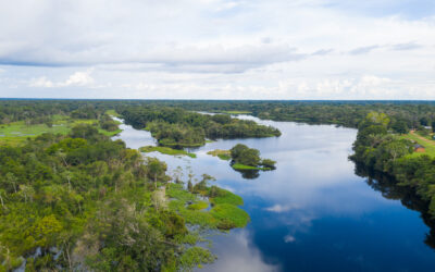 FCBC, ACEAA, AA y ACCA consolidan una estrategia de alianza para la Conservación de los Bosques de Latinoamérica