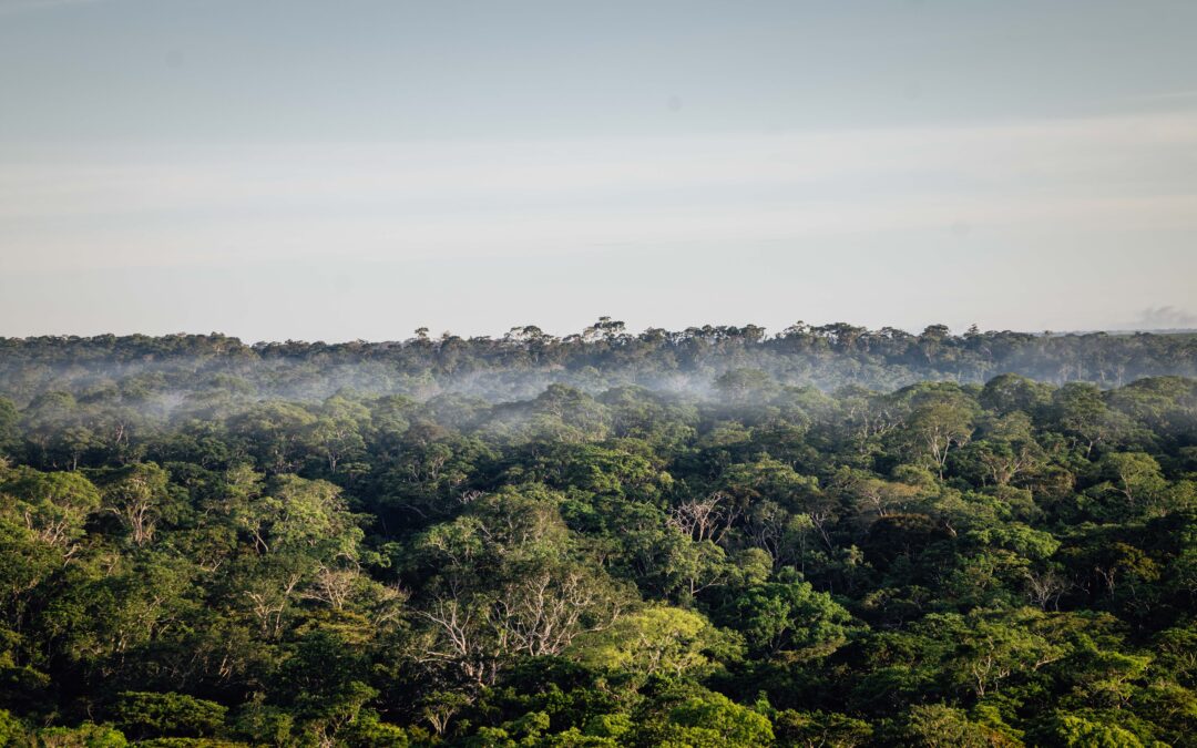 Con los ojos y oídos en el bosque seco chiquitano