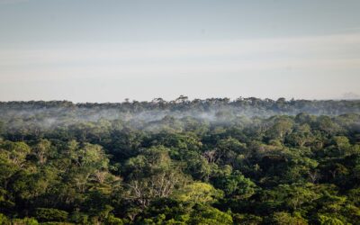 Con los ojos y oídos en el bosque seco chiquitano