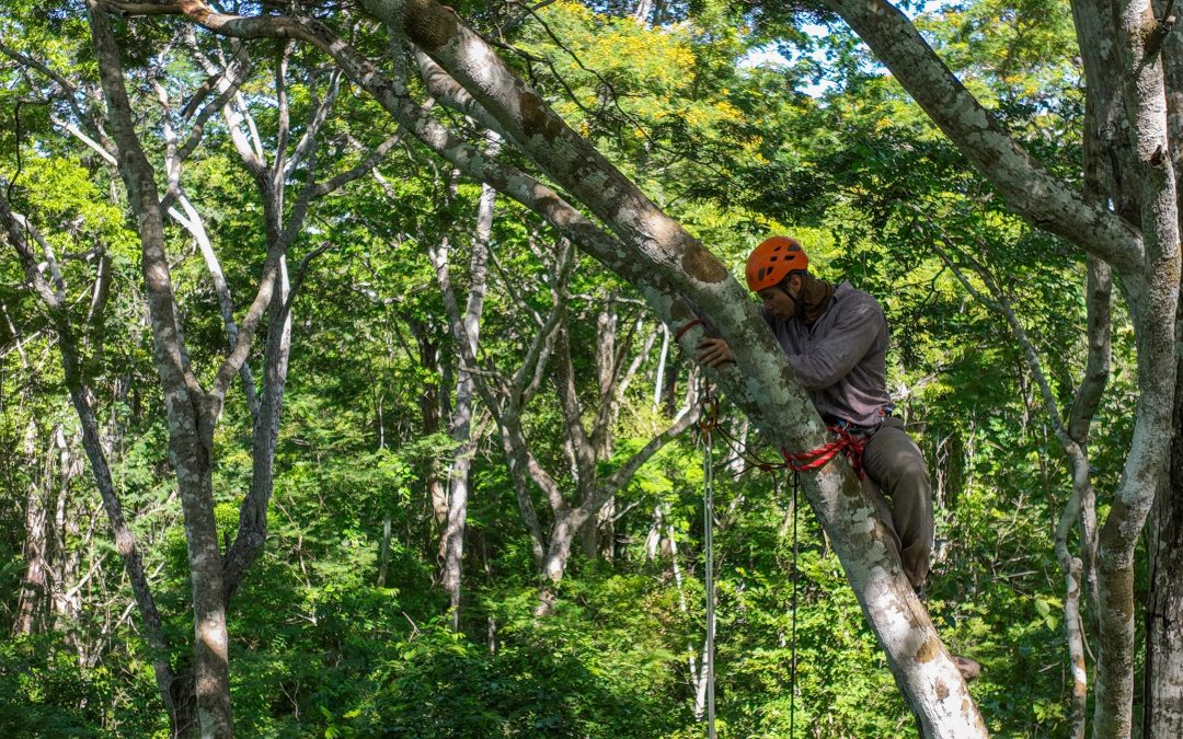 La vida secreta a 20 metros de altura: El primer estudio de mamíferos de dosel en el Bosque Seco Chiquitano
