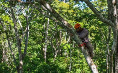 La vida secreta a 20 metros de altura: El primer estudio de mamíferos de dosel en el Bosque Seco Chiquitano